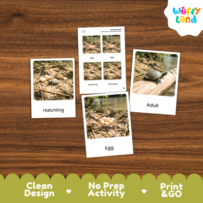 Freshwater Turtle Life Cycle Flashcards 3 Part Cards Montessori Science Activity