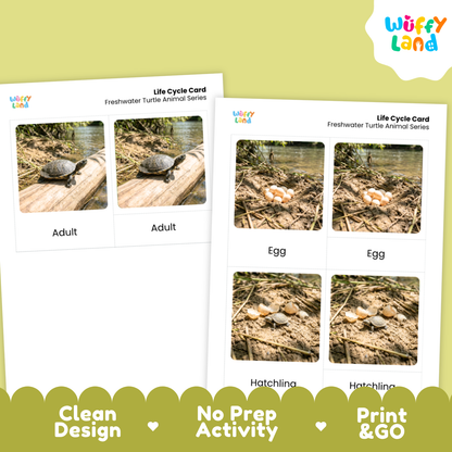 Freshwater Turtle Life Cycle Flashcards 3 Part Cards Montessori Science Activity