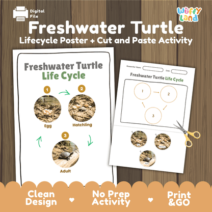 Freshwater Turtle Life Cycle Poster and Cut and Paste Activity Worksheet
