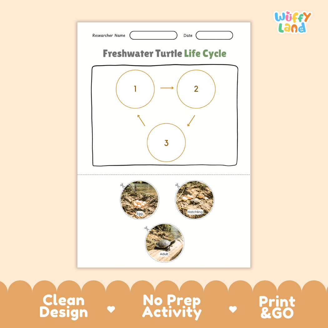 Freshwater Turtle Life Cycle Poster and Cut and Paste Activity Worksheet