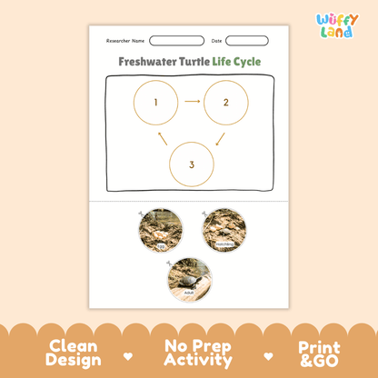 Freshwater Turtle Life Cycle Poster and Cut and Paste Activity Worksheet