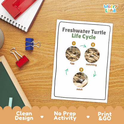 Freshwater Turtle Life Cycle Poster and Cut and Paste Activity Worksheet