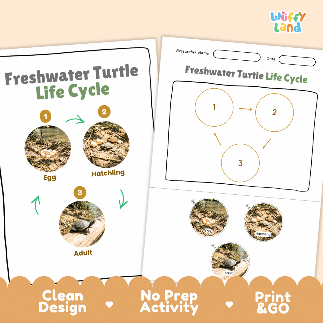 Freshwater Turtle Life Cycle Poster and Cut and Paste Activity Worksheet