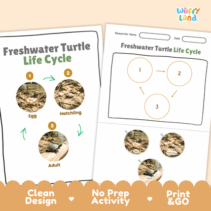 Freshwater Turtle Life Cycle Poster and Cut and Paste Activity Worksheet