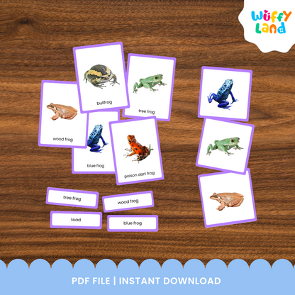 Frog and toad vocabulary picture cards with realistic images and matching labels for preschool and elementary learners