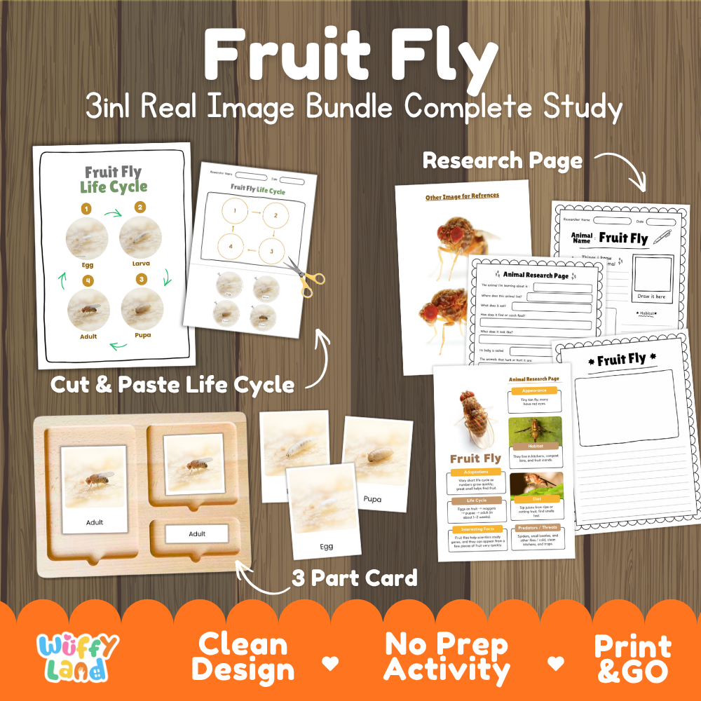 Fruit Fly 3-in-1 real image bundle complete study cover showing cut and paste life cycle, 3 part cards, and research pages   