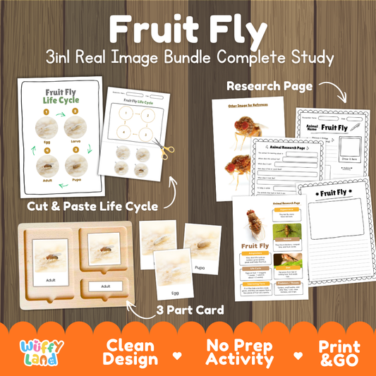 Fruit Fly 3-in-1 real image bundle complete study cover showing cut and paste life cycle, 3 part cards, and research pages   