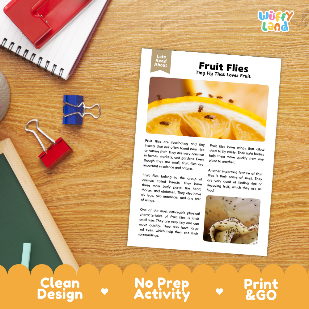 A printed fruit flies activity sheet laid on a wooden desk with notebooks, binder clips, and a red folder nearby. The sheet has text, a fruit fly photo, and small diagrams.