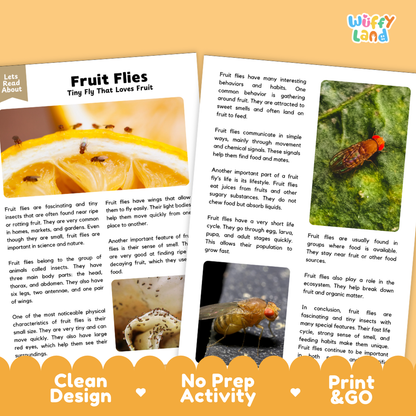 Two educational activity sheets about fruit flies from the brand Wuffly Land, displayed on a light beige background with decorative heart icons and the text 'Clean Design', 'No Prep Activity', and 'Print & Go'. The pages feature colorful illustrations of fruit flies, diagrams, and text explaining their behavior and habitat.