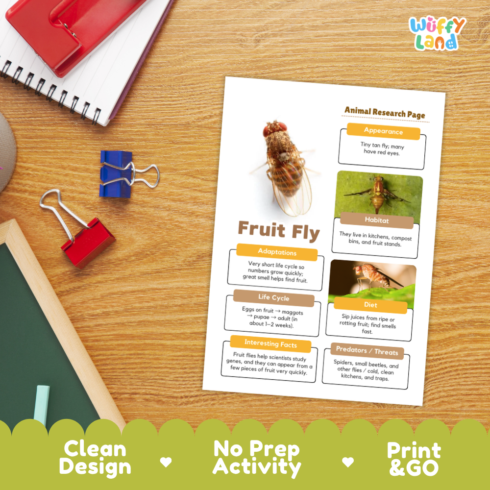 A printed animal research page about a fruit fly laid on a wooden desk, surrounded by school supplies including a red notebook, binder clips, and a chalkboard. The page has labeled sections for appearance, habitat, adaptations, life cycle, and interesting facts, with photos of a fruit fly.