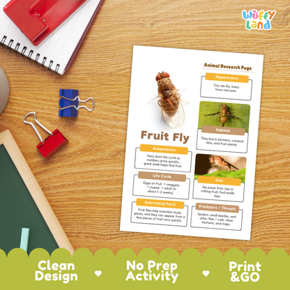 A printed animal research page about a fruit fly laid on a wooden desk, surrounded by school supplies including a red notebook, binder clips, and a chalkboard. The page has labeled sections for appearance, habitat, adaptations, life cycle, and interesting facts, with photos of a fruit fly.