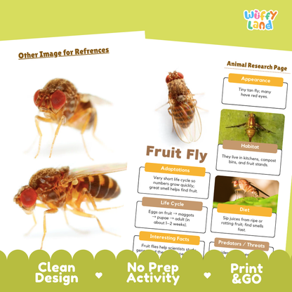 Fruit Fly Animal Research Page Worksheets
