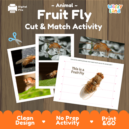 Fruit Fly Cut and Match Activity Printables Worksheets