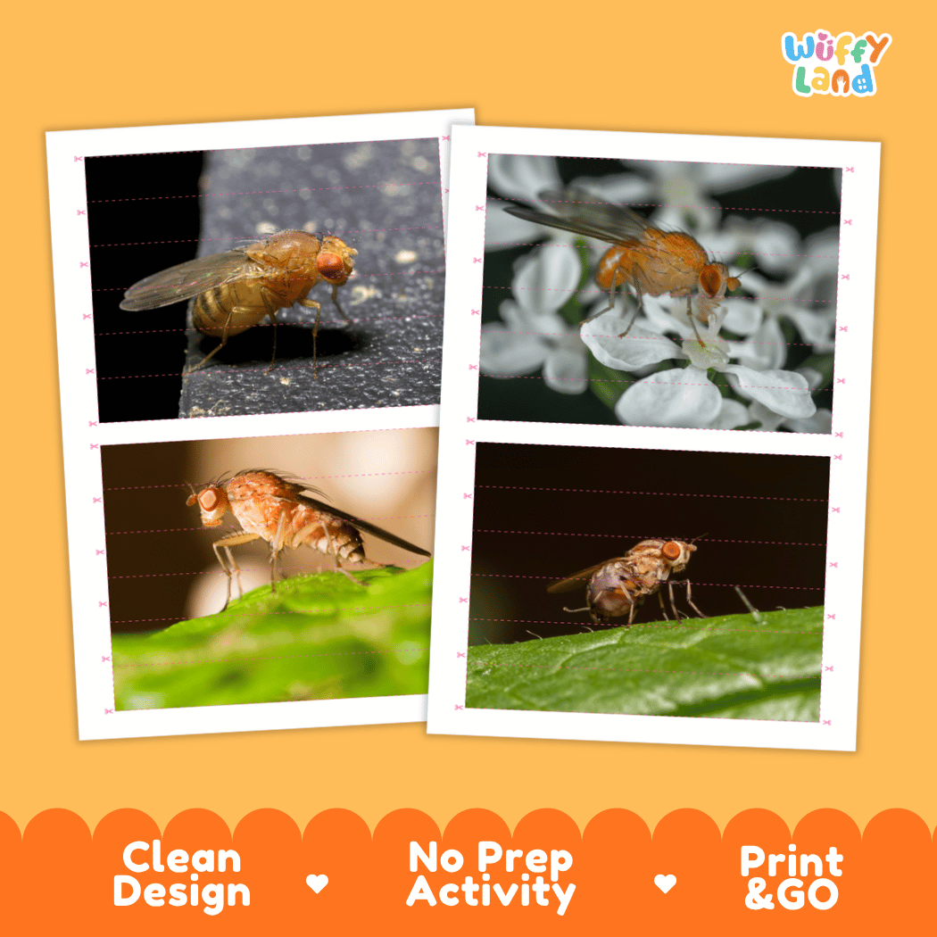 Fruit Fly Cut and Match Activity Printables Worksheets