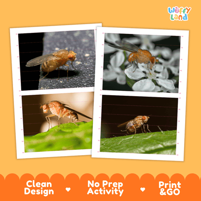 Fruit Fly Cut and Match Activity Printables Worksheets