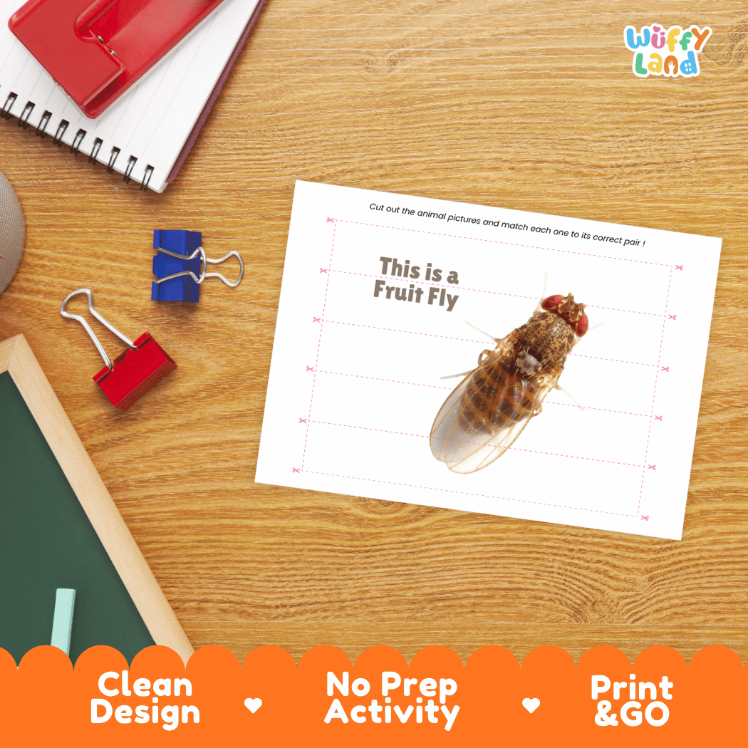 Fruit Fly Cut and Match Activity Printables Worksheets