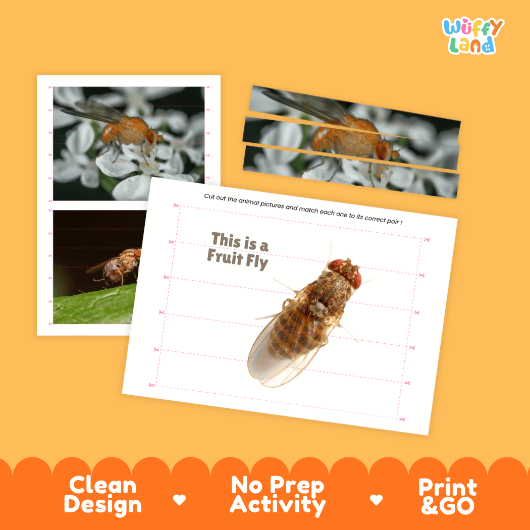 Fruit Fly Cut and Match Activity Printables Worksheets