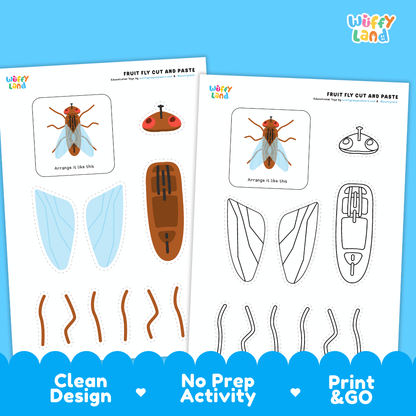 Fruit Fly Cut and Paste Craft and Coloring Activity Worksheets