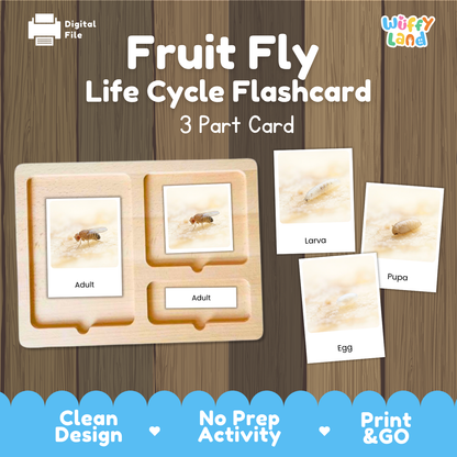 Fruit Fly Life Cycle Flashcard set by Wiffy Land, featuring a wooden 3-part card tray with labeled cards showing the adult, larva, pupa, and egg stages on a wood-grain background.