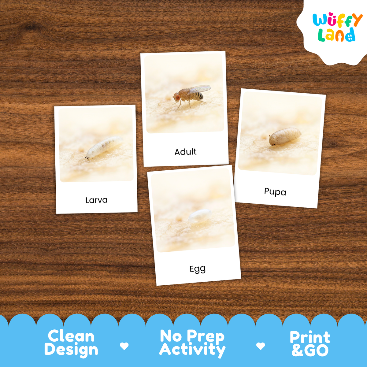 Four educational cards showing insect life stages labeled 'Larva', 'Adult', 'Pupa', and 'Egg' arranged on a brown wood background. A 'Wuffy Land' logo appears in the top right, and a blue banner at the bottom reads 'Clean Design', 'No Prep Activity', and 'Print & GO'.
