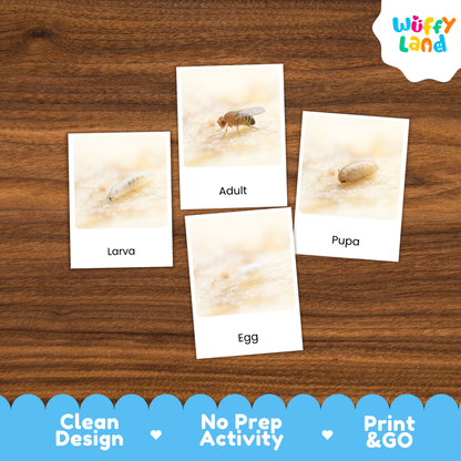 Four educational cards showing insect life stages labeled 'Larva', 'Adult', 'Pupa', and 'Egg' arranged on a brown wood background. A 'Wuffy Land' logo appears in the top right, and a blue banner at the bottom reads 'Clean Design', 'No Prep Activity', and 'Print & GO'.