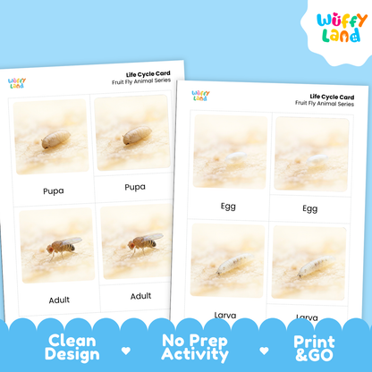 Two printed activity cards for a fruit fly life cycle, shown on a light blue background. The cards feature labeled photos of pupa, egg, larva, and adult stages.