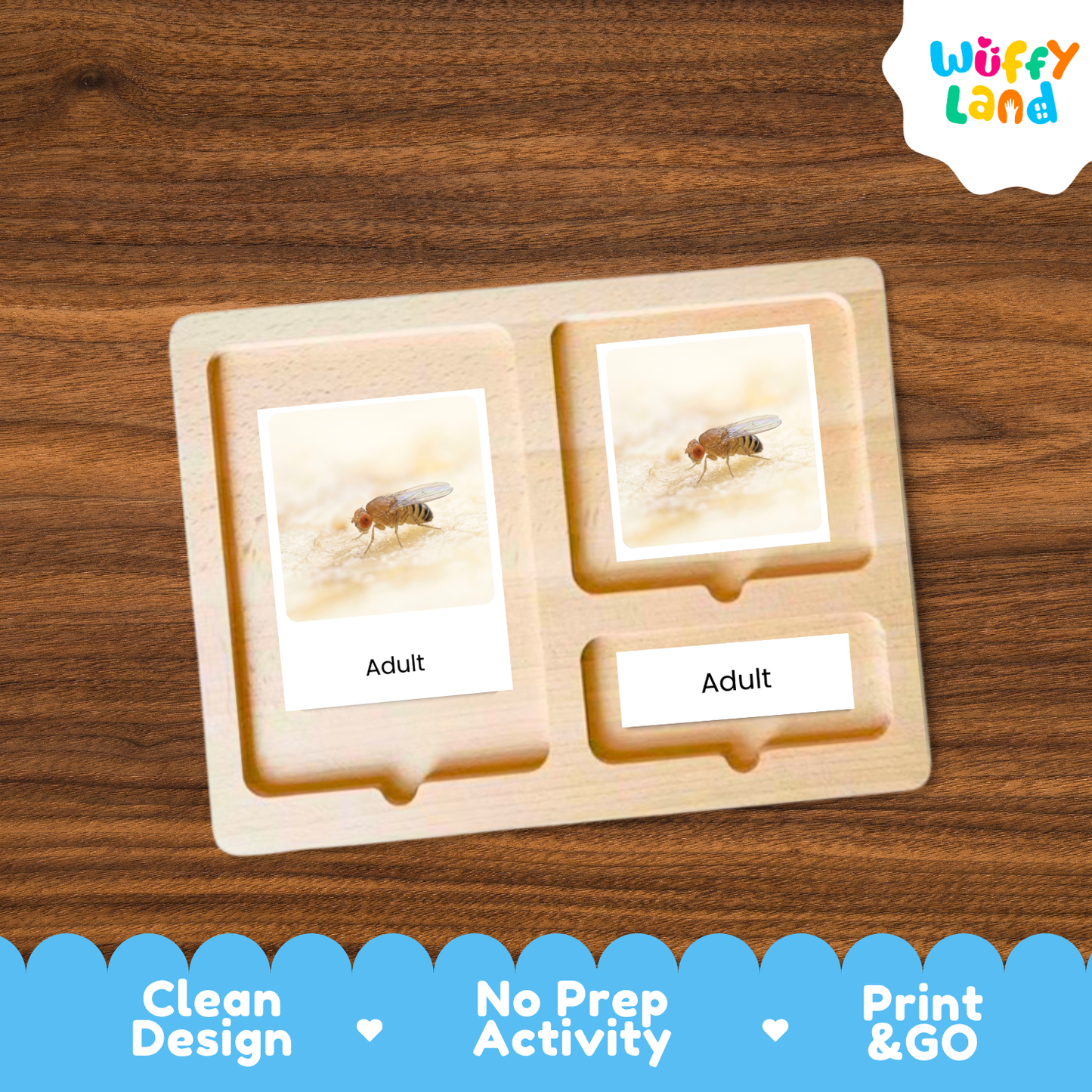 A wooden Montessori-style activity tray with two labeled compartments reading 'Adult' and photos of an adult fly, shown on a wood-grain background. A 'Wuffy Land' logo appears in the top right, and marketing text along the bottom reads 'Clean Design', 'No Prep Activity', and 'Print & GO'.