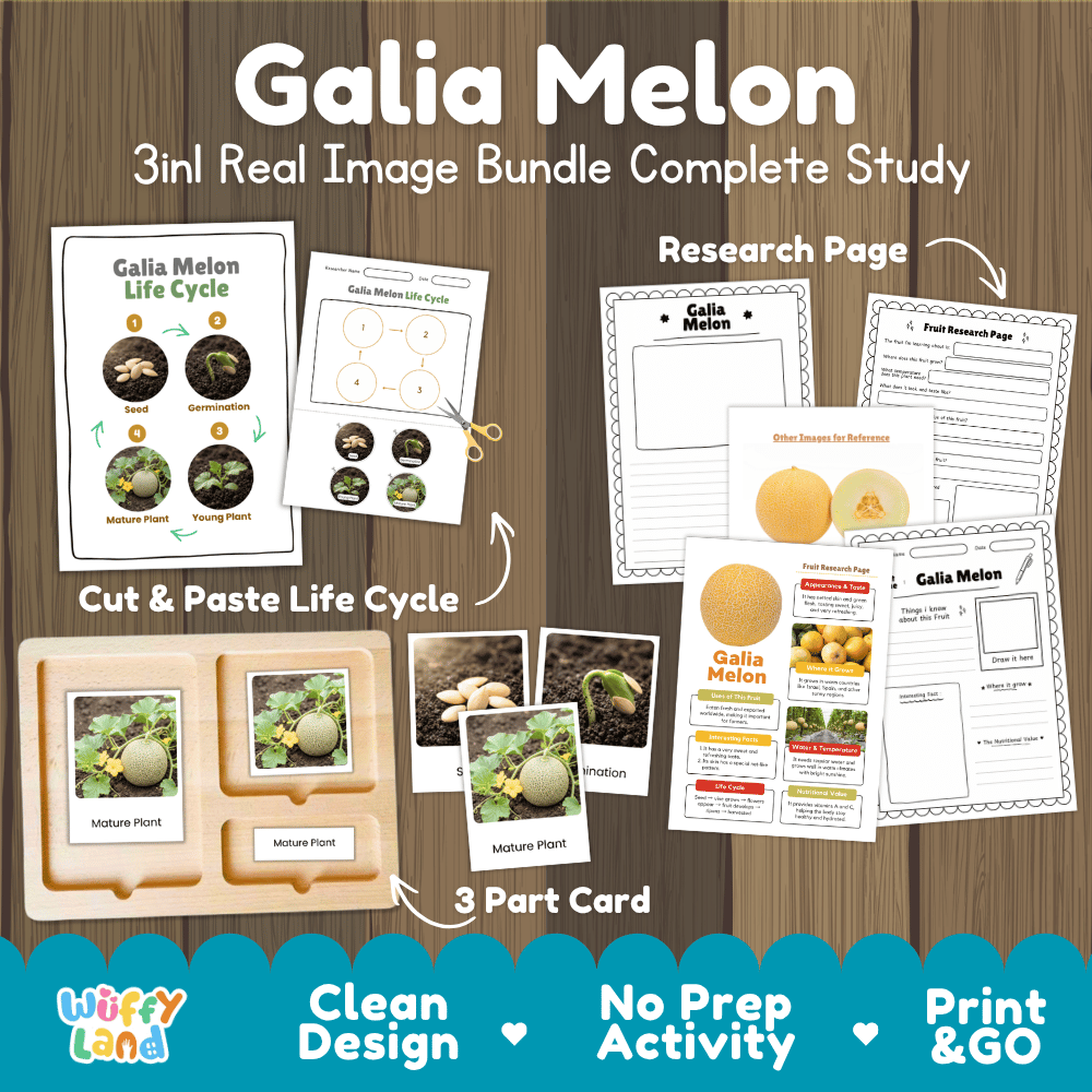 Galia Melon life cycle 3in1 real image bundle complete study overview featuring cut and paste worksheets, Montessori 3-part cards, and research pages from Wuffy Land 🍈🌱
