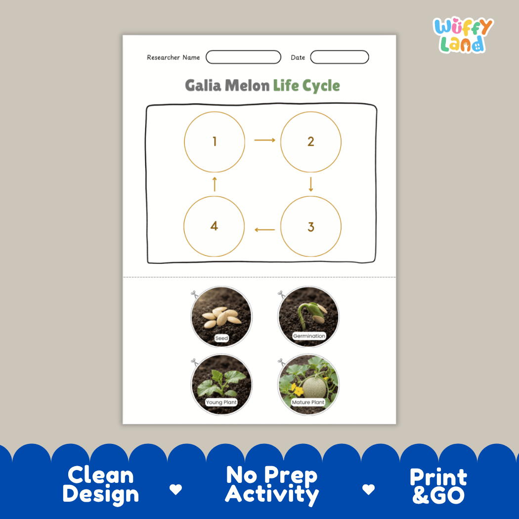 Educational reference chart poster showing the 4 stages of the Galia melon life cycle from seed and germination to young seedling and mature vine