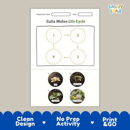 Educational reference chart poster showing the 4 stages of the Galia melon life cycle from seed and germination to young seedling and mature vine