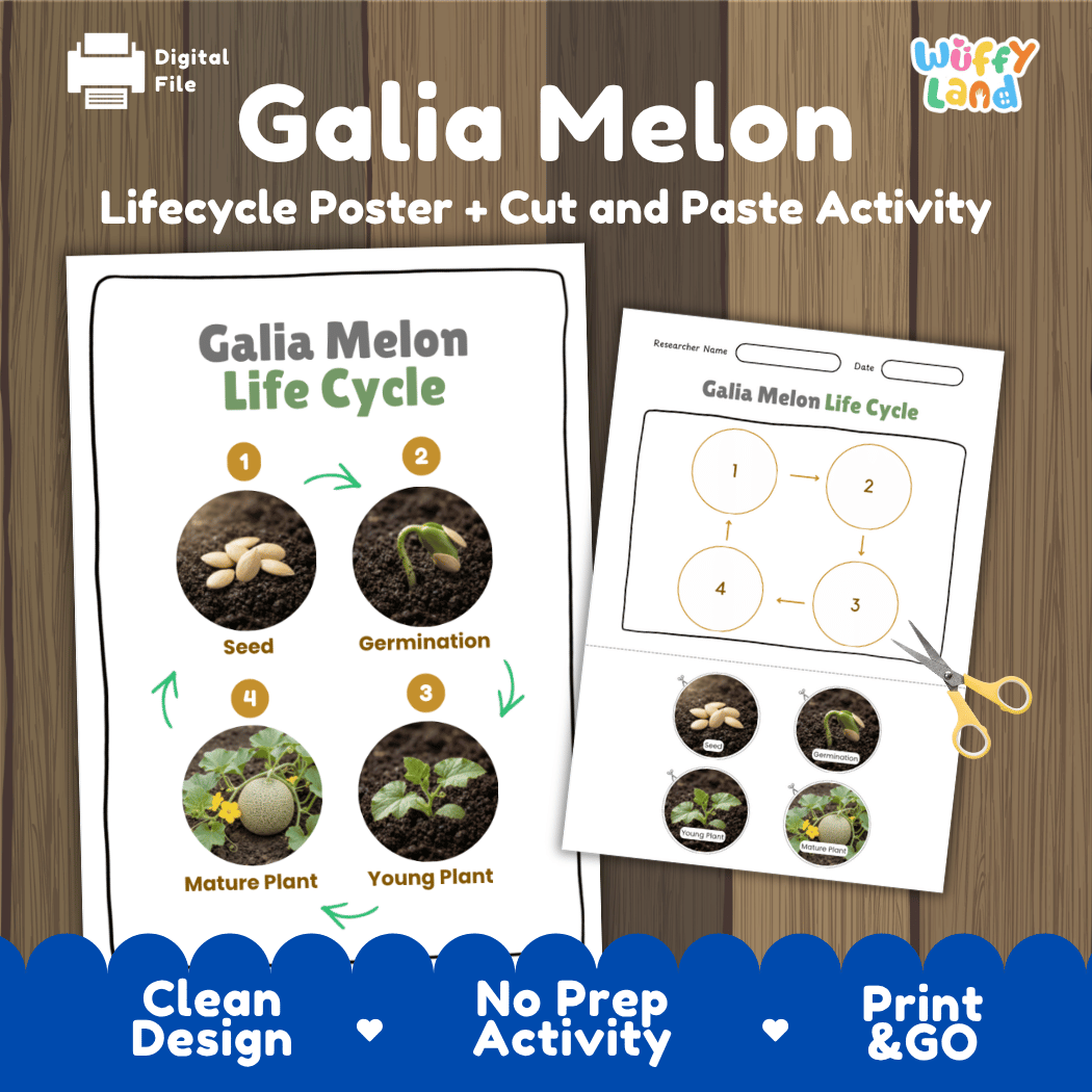 Galia melon plant life cycle educational poster and cut and paste printable sequencing activity featuring real photos for elementary science