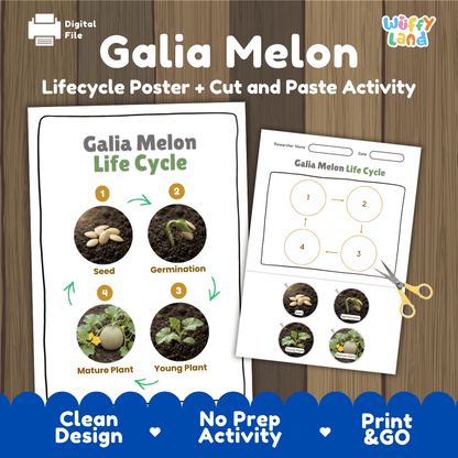 Galia melon plant life cycle educational poster and cut and paste printable sequencing activity featuring real photos for elementary science