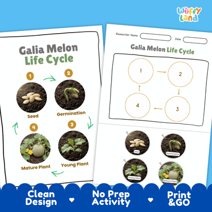 Print and go digital PDF plant science activity featuring clean design layout, researcher name line, and zero prep classroom format