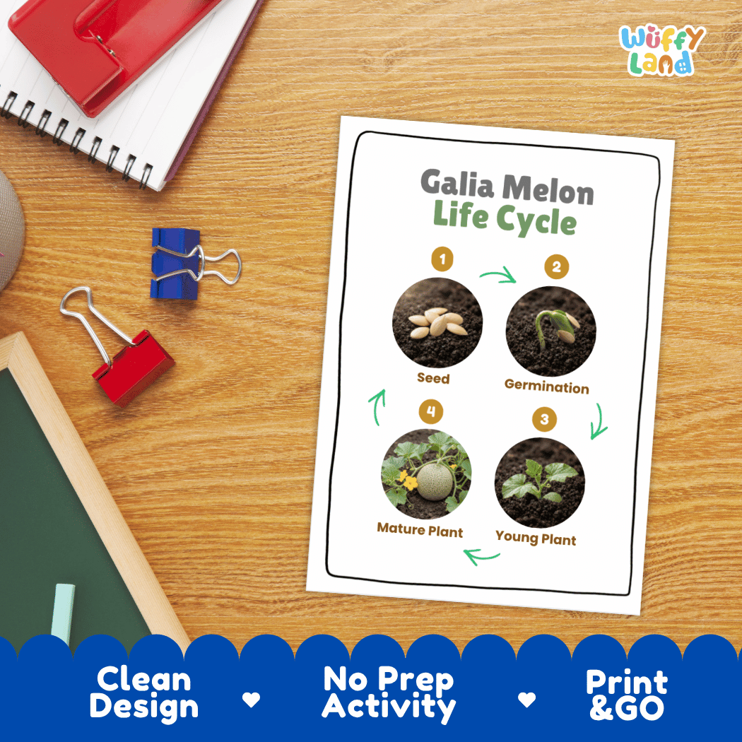 Hands-on cut and paste science worksheet with numbered circular slots for students to sequence real photo stages of a Galia melon plant