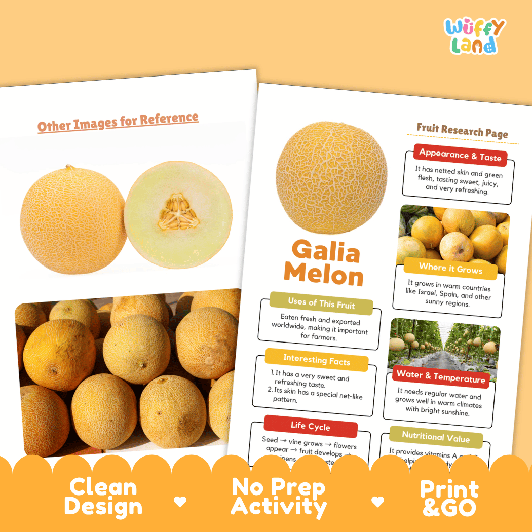 Galia Melon Fruit Research Page Worksheets and Fact Sheet
