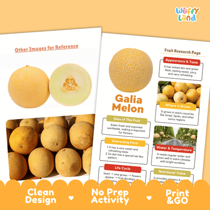 Galia Melon Fruit Research Page Worksheets and Fact Sheet