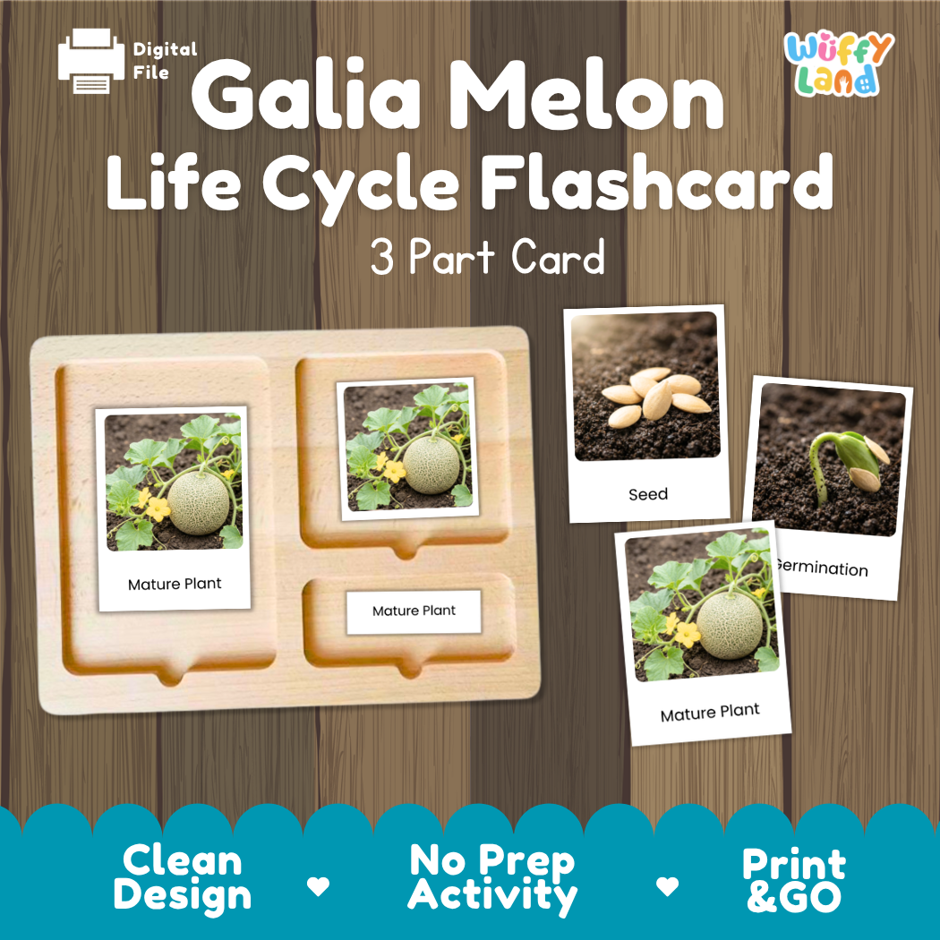 Digital product preview of a Galia Melon Life Cycle Flashcard set by Wiffy Land, showing a wooden 3-part card tray with labeled photos of the plant stages on a wood-grain background.