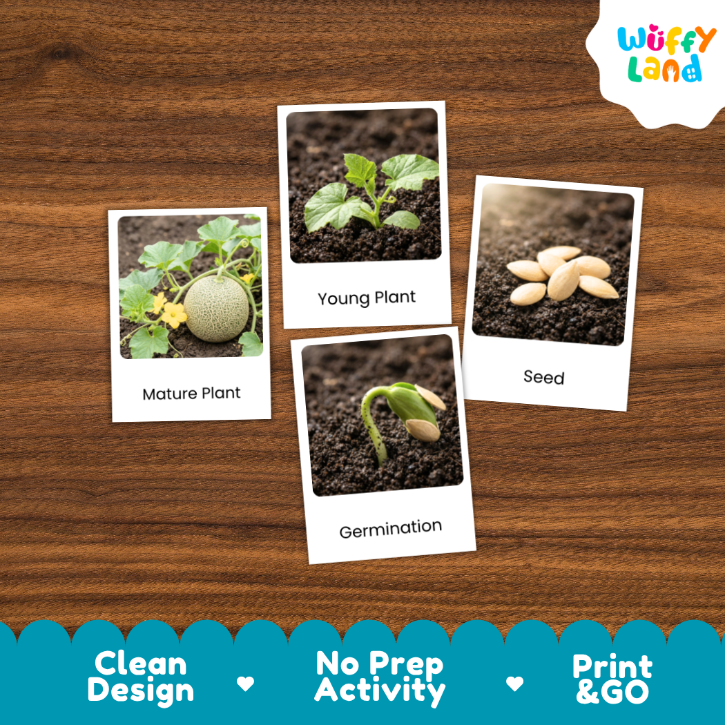 Four educational picture cards about plant growth and seeds arranged on a brown wood background. The cards show a mature plant, a young plant, a germinating seed, and seeds, with labels 'Mature Plant,' 'Young Plant,' 'Seed,' and 'Germination.