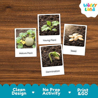 Four educational picture cards about plant growth and seeds arranged on a brown wood background. The cards show a mature plant, a young plant, a germinating seed, and seeds, with labels 'Mature Plant,' 'Young Plant,' 'Seed,' and 'Germination.