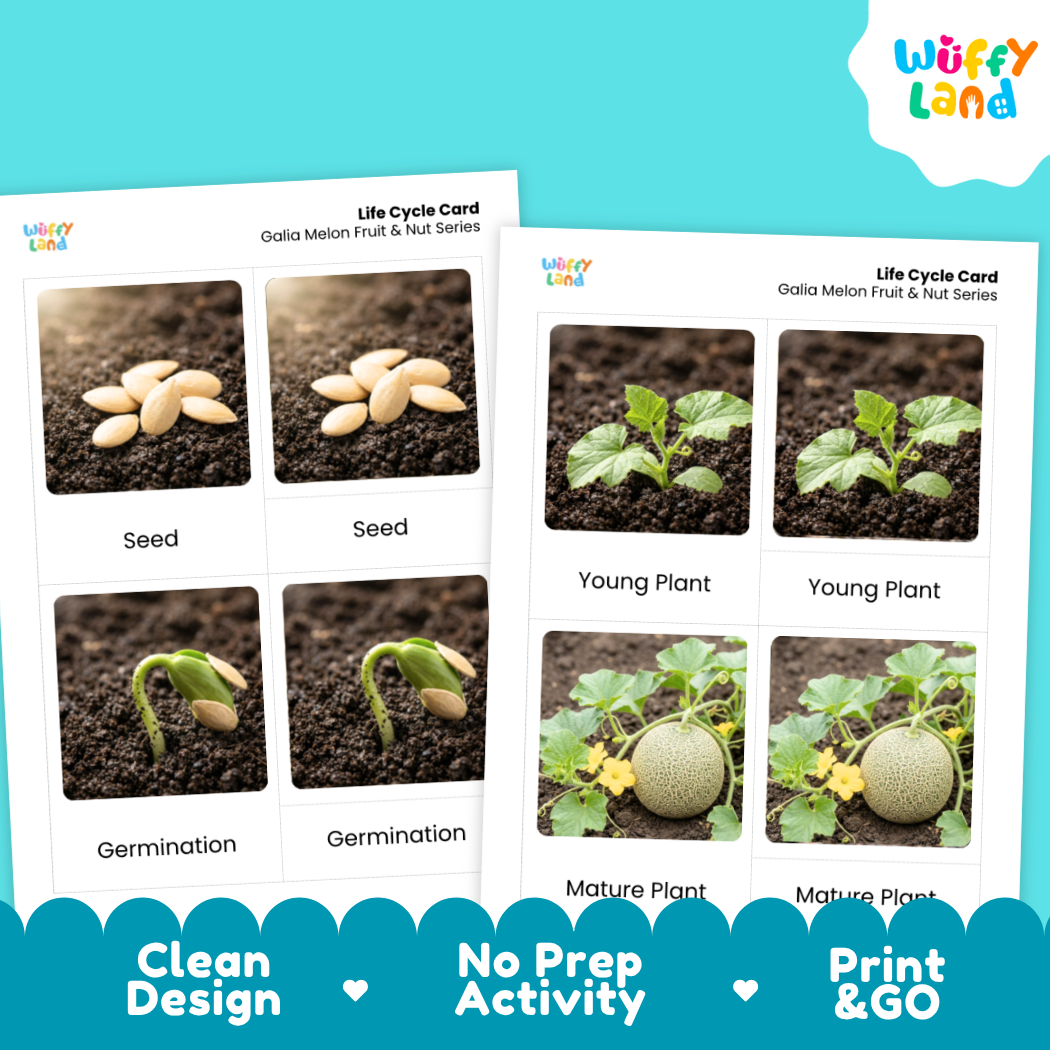 Two printed life cycle cards for Olla Melon Fruit & Nut Series shown on a bright cyan background, with feature callouts along the bottom reading Clean Design, No Prep Activity, and Print & Go. The cards show labeled photos of seeds, germination, young plant, and mature plant stages.