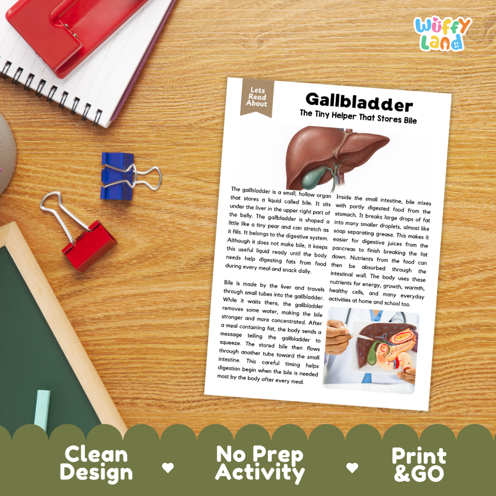 Student reading comprehension worksheet with short-answer questions and lined sections about the human gallbladder