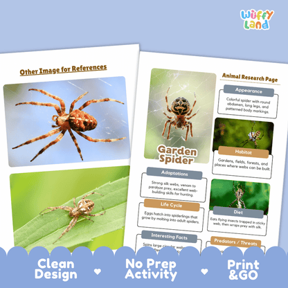 Garden Spider Animal Research Page Worksheets and Fact Sheet Activity