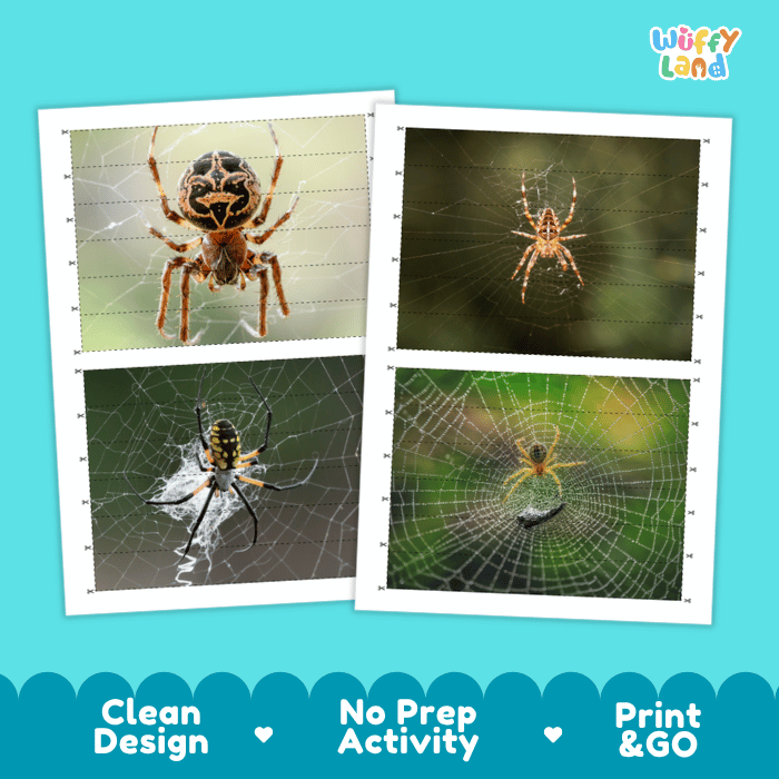 Garden Spider Cut and Match Activity Printables Worksheets