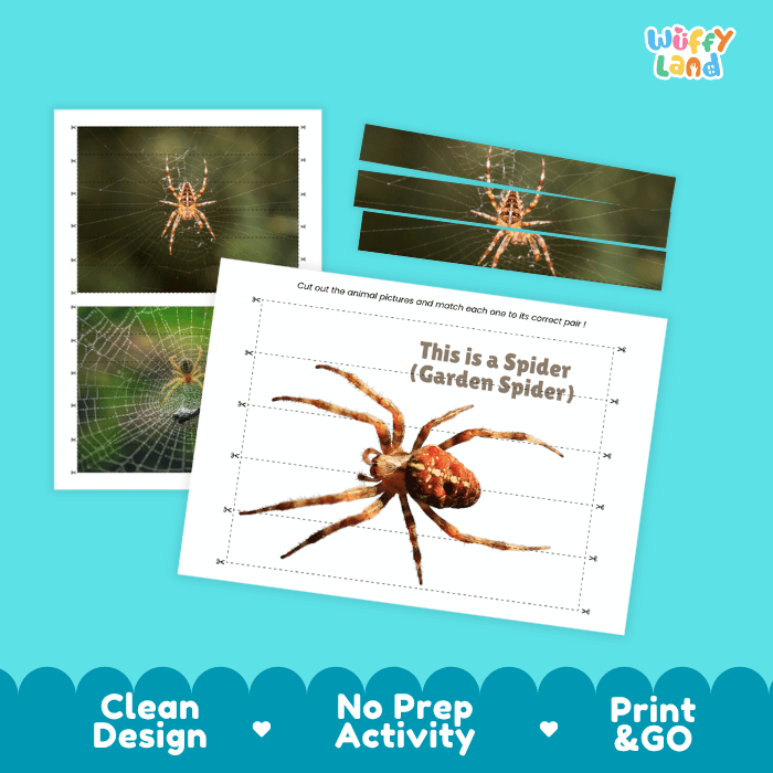 Garden Spider Cut and Match Activity Printables Worksheets