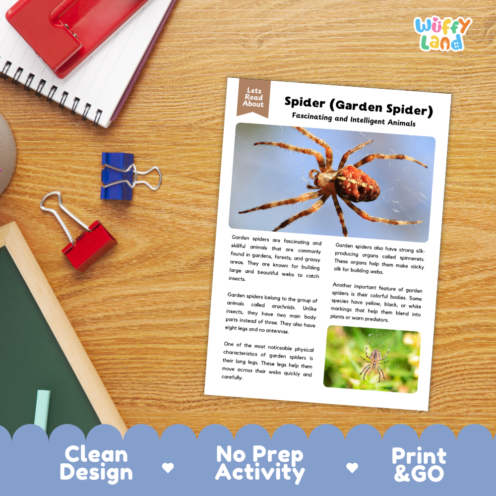 An educational activity sheet titled 'Spider (Garden Spider) Fascinating and Intelligent Animals' laid on a wooden desk, surrounded by a red notebook, binder clips, and a red folder. The sheet features text and a large spider photo, with a blue banner at the bottom reading 'Clean Design', 'No Prep Activity', and 'Print & GO'.