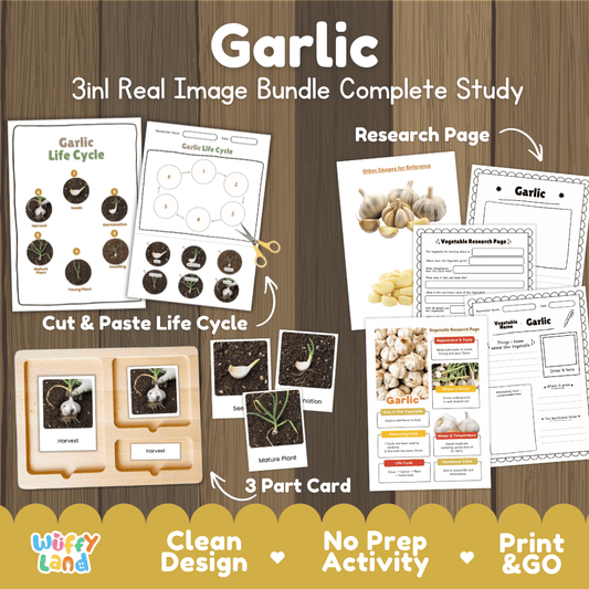 Garlic 3in1 real image bundle complete study printable featuring life cycle cut and paste worksheets, Montessori 3-part cards, and research pages