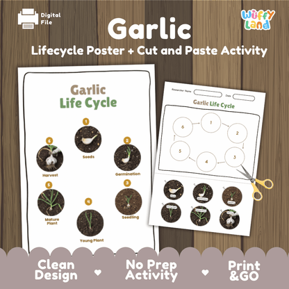 Garlic Life Cycle Poster and Cut and Paste Activity Plant Science Printable