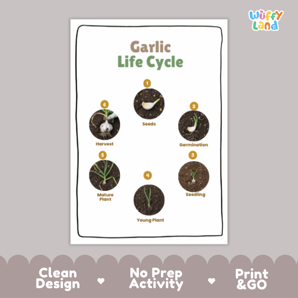 Garlic Life Cycle Poster and Cut and Paste Activity Plant Science Printable