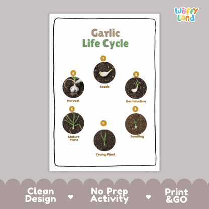 Garlic Life Cycle Poster and Cut and Paste Activity Plant Science Printable