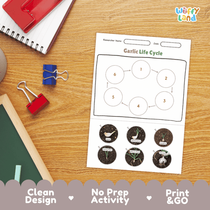 Garlic Life Cycle Poster and Cut and Paste Activity Plant Science Printable